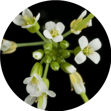 arabidopsis-circle