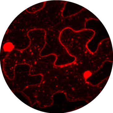 SG-heat-map-circle